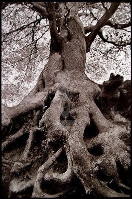 Roots