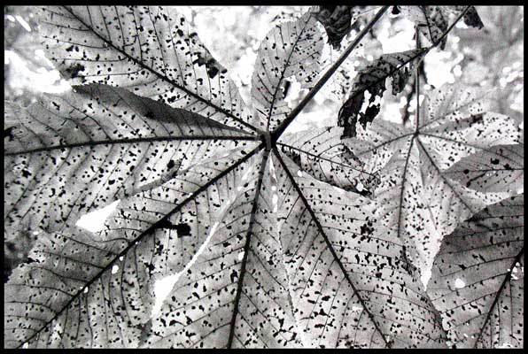 Autumn Leaves