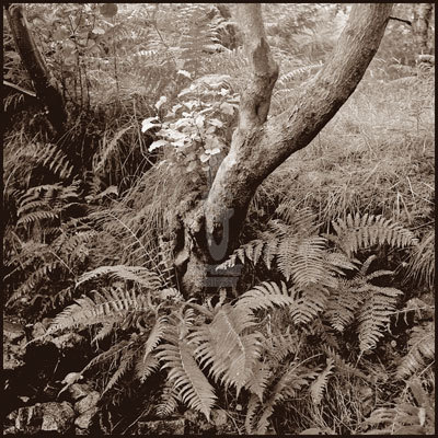 Woodland Scene