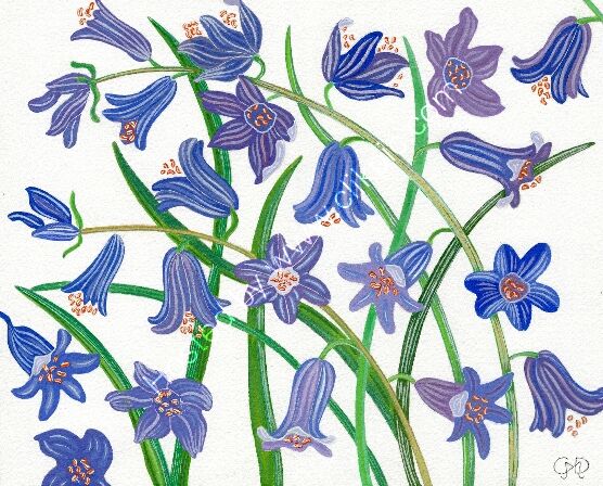BLUEBELLS DESIGN