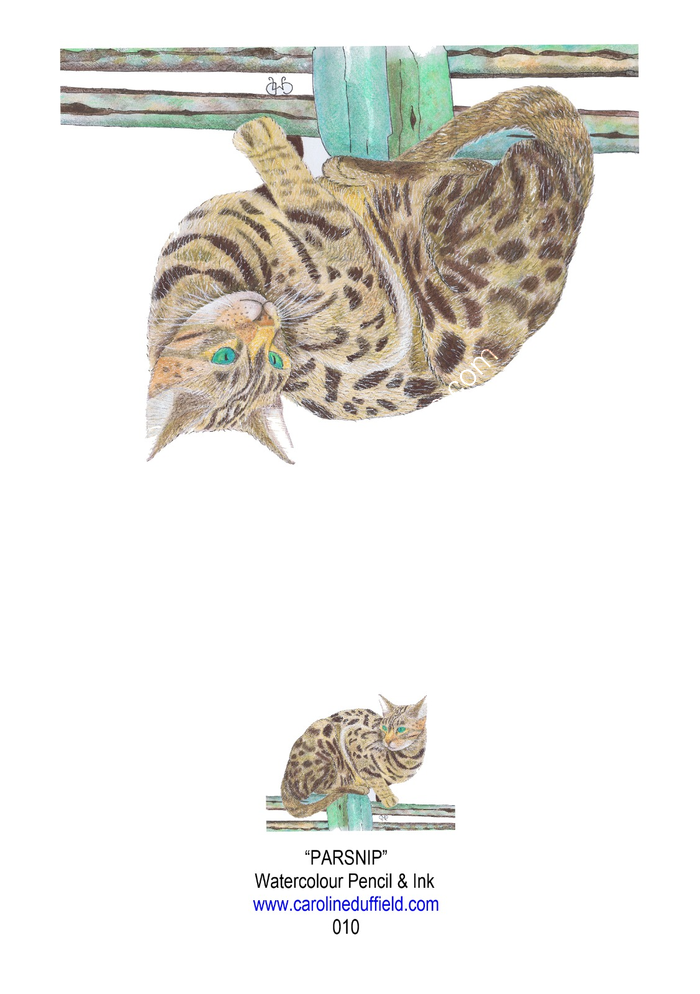 Parsnip the Cat A6 Card