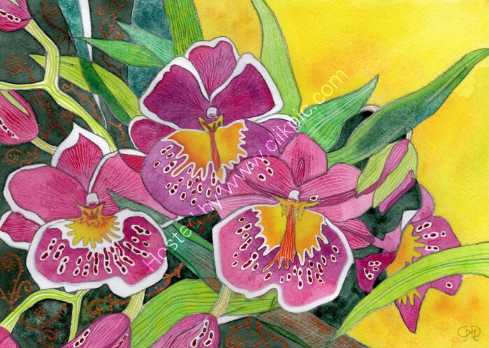 PINK ORCHIDS 2