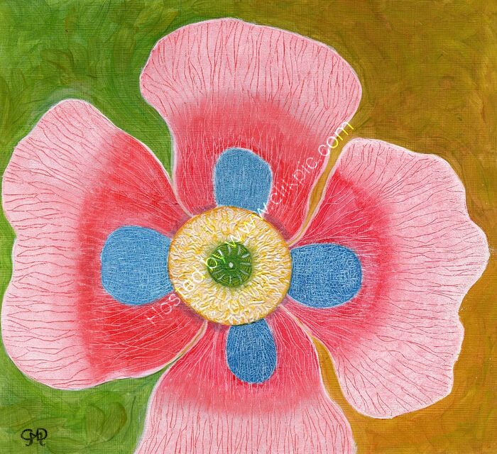 PINK POPPY
