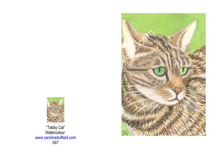 TABBY CAT