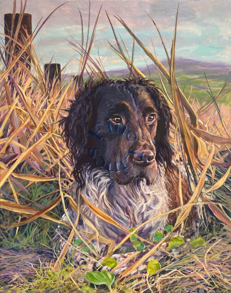 ‘Solo’ Acrylic on canvas.