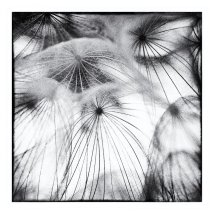 Dandelion 2