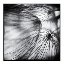 Dandelion 4