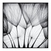Dandelion 6
