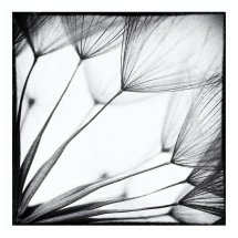 Dandelion 7