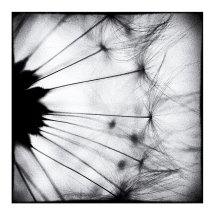 Dandelion 9