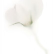 Pale Flower 3