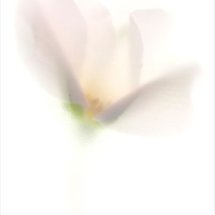 Pale Flower 4