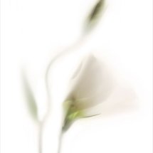 Pale Flower 5