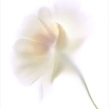 Pale Flower 6