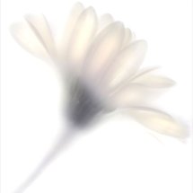 Pale Flower 7
