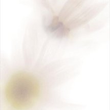 Pale Flower 8