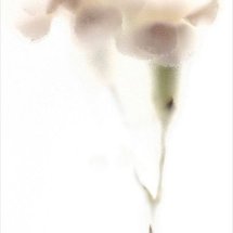 Pale Flower 9