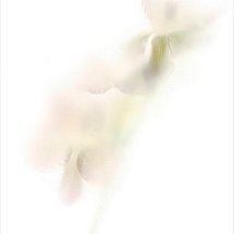 Pale flower 1