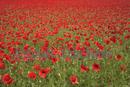 Poppy Carpet