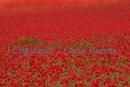 Poppies galore