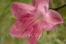Pink Azalia