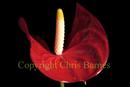 Anthurium flares its skirt