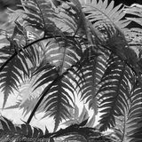 ferns