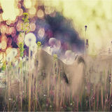 Dreaming on a Sunny Day - Joint 1st place pdi - Graham Williams