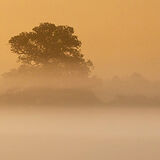 Misty March Morning - Joint 3rd Place Pdi (Spring) - Tony Martin