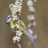 Blue Tit On Blossom - 2nd Place Pdi (Spring) - Steve Dytham
