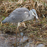 Heron with fish - Joint 2nd Place Print (Open) - Beth Braham