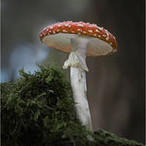 Joint 1st place pdi (Funfi) - Fly Agaric - Gill Steyn