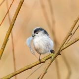 Spring Is In The Air - Joint 1st Place Pdi (Spring) - Tony Martin
