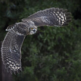 Owl in Flight - Joint 2nd - Theresa Smith