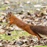 Squirreling Away - Joint 5th - pdi (Open) Pete Beadman