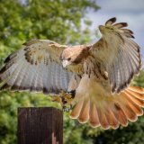 Red Tailed Hawk - Gill Steyn