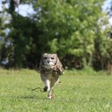 Spotted Eagle Owl - Sarah Burn