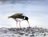 Oyster Catcher (Watercolour)