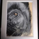 Elephants eye £50