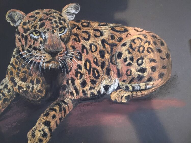 Leopard resting £95