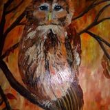 Tawney Owl  £65