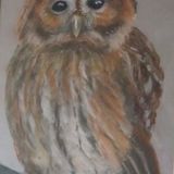 Baby barn owl £60
