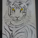 Tiger in ink  £30