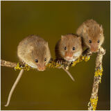 Three mice on a stick