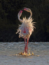 Flamingo Fandango