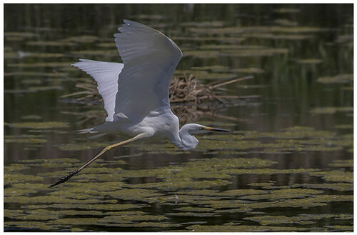 Great Egret Flying Right