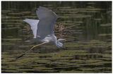 Great Egret Flying Right