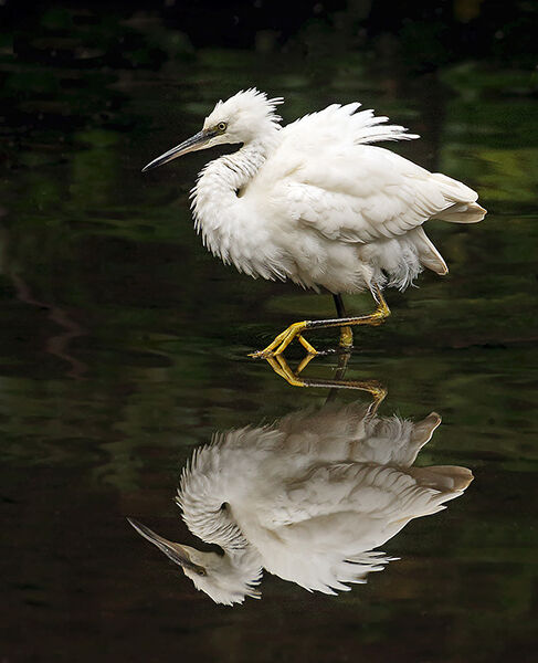 Little Egret