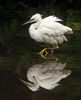 Little Egret