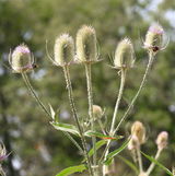 Portbury Teasels